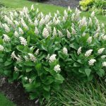 Maianthemum 