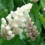 Maianthemum 