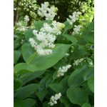 Maianthemum 
