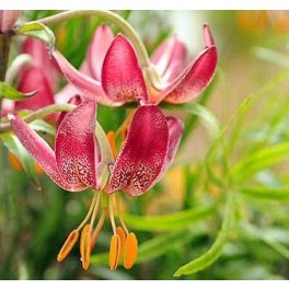 Martagon liliom Manitoba Morning 