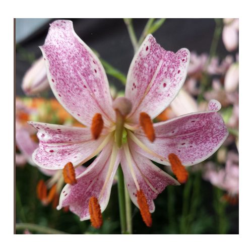  Martagon liliom Pink Morning