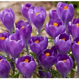 Nagyvirágú krókusz - Striped Bird