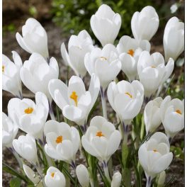 Nagyvirágú krókusz - Ice Queen, fehér színű krókusz