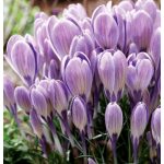 Nagyvirágú krókusz - Striped Bird