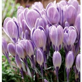 Nagyvirágú krókusz - Striped Bird