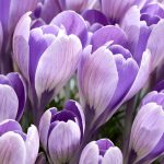 Nagyvirágú krókusz - Striped Bird