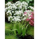 Nápolyi díszhagyma