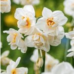 Csokros nárcisz - Abba