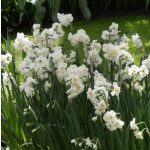 Csokros nárcisz - Abba