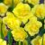 Csokros nárcisz - Yellow Cheerfulness, sárga virágú, illatos csokros nárcisz
