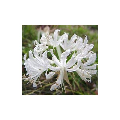 Csillogó pirosliliom fehér - Nerine bowdeni alba