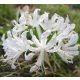 Csillogó pirosliliom fehér - Nerine bowdeni alba