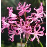 Csillogó pirosliliom - Nerine bowdeni
