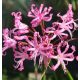 Csillogó pirosliliom - Nerine bowdeni