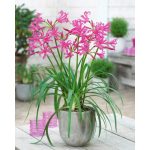 Csillogó pirosliliom - Nerine bowdeni