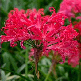 Csillogó pirosliliom - Nerine ' Pearls Of Cherry'