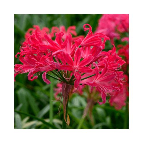 Csillogó pirosliliom - Nerine ' Pearls Of Cherry'