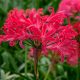 Csillogó pirosliliom - Nerine ' Pearls Of Cherry'
