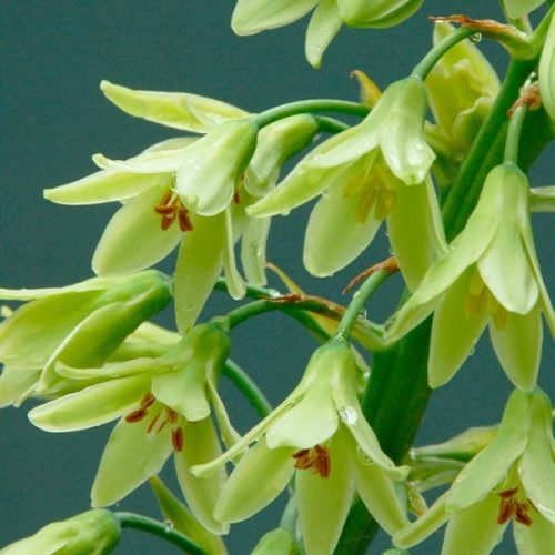 Nyári jácint -zöld virágú óriásjácint - Galtonia viridiflora