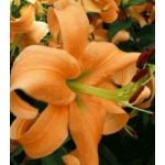 Orange Space  óriásliliom - liliomfa