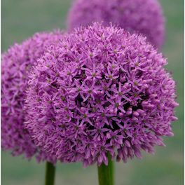 Óriás díszhagyma - Gladiator