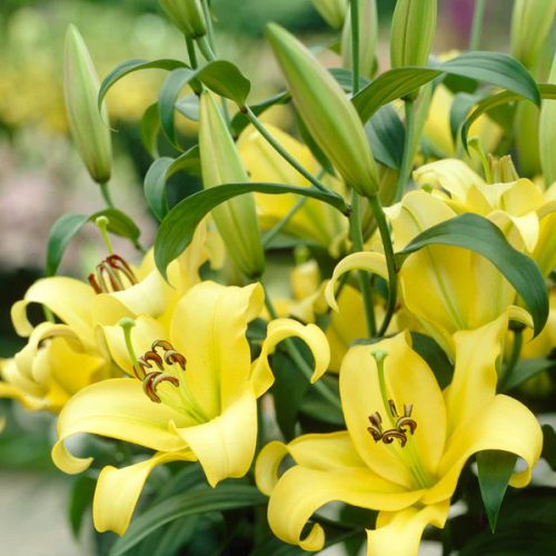 Óriás liliom  Yelloween - liliomfa