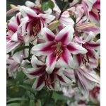  Óriás liliom Altari -  liliomfa 