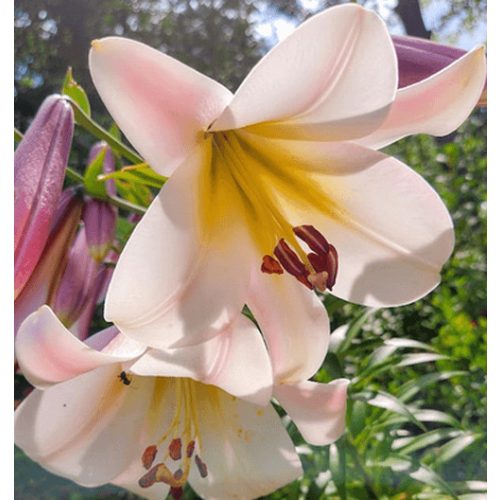  Óriás liliom  Eastern Moon - liliomfa 