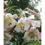  Óriás liliom  Eastern Moon - liliomfa 