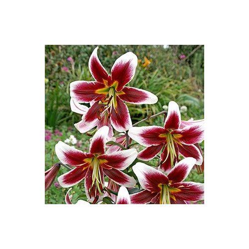  Óriás liliom Miss Lily- liliomfa 