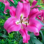  Óriás liliom Purple Lady- liliomfa 