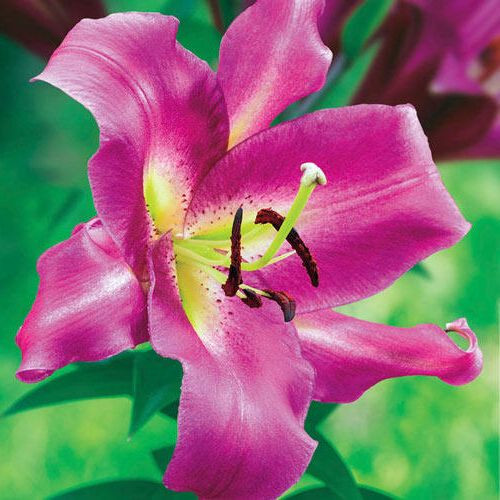  Óriás liliom Purple Lady- liliomfa 