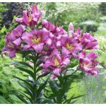  Óriás liliom Purple Lady- liliomfa 