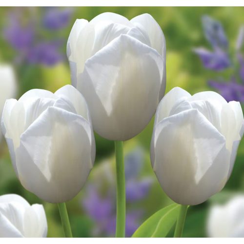 Óriás fehér tulipán -  Maureen