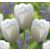 Óriás fehér tulipán -  Maureen