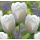Óriás fehér tulipán -  Maureen