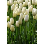 Óriás fehér tulipán -  Maureen