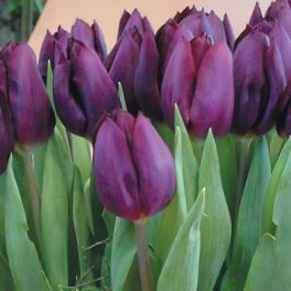 XXL - Óriás tulipán - Purple Lady