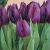 Óriás tulipán - Purple Lady