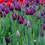 XXL - Óriás tulipán - Purple Lady
