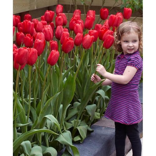 Óriás piros tulipán - Sky High Scarlet