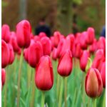 Óriás piros tulipán - Sky High Scarlet
