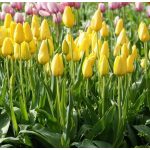 Óriás  tulipán - Muscadet