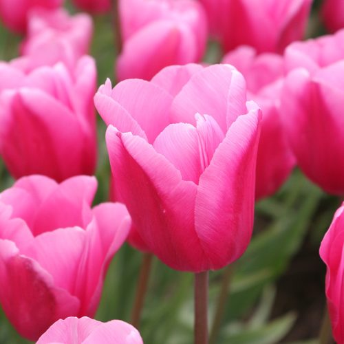 Óriás tulipán - Jumbo Pink- EXTRA NAGY HAGYMA