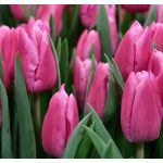 XXL - Óriás tulipán - Jumbo Pink