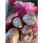 XXL - Óriás tulipán - Jumbo Pink