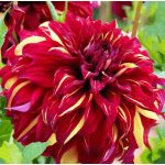 Bohemian Spartacus óriásvirágú dália