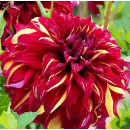 Bohemian Spartacus óriásvirágú dália