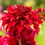 Bohemian Spartacus óriásvirágú dália