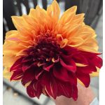 Bohemian Spartacus óriásvirágú dália